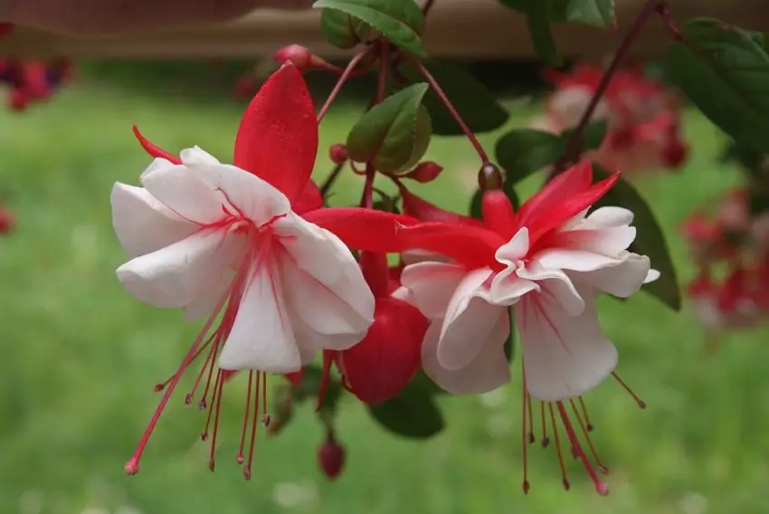 Fuchsia: popular varieties, cultivation and care