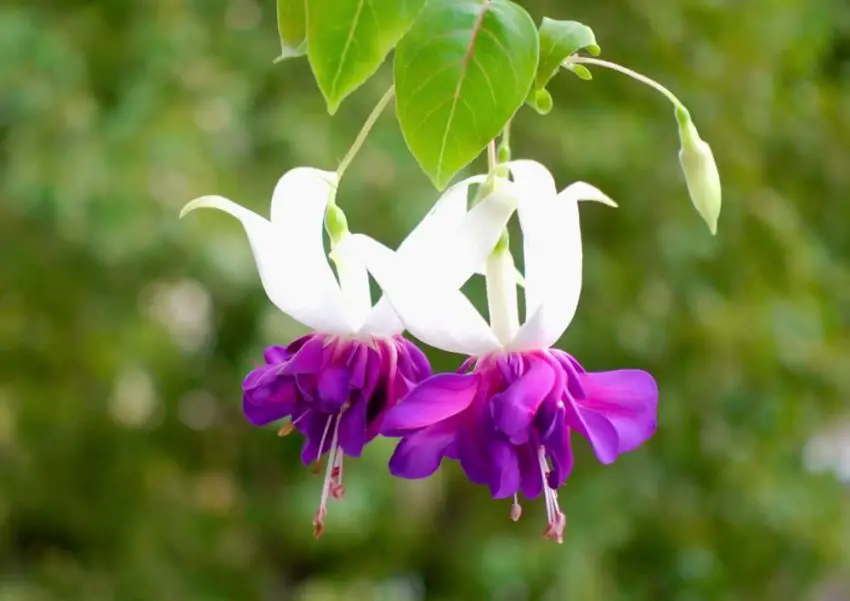 Fuchsia: popular varieties, cultivation and care