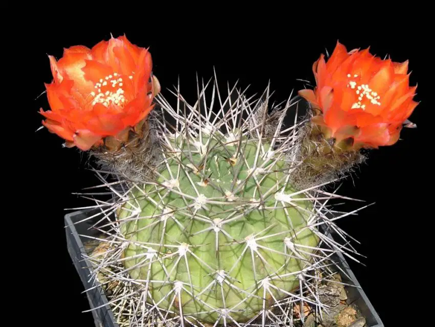 Acanthocalycium: species, planting, care and reproduction