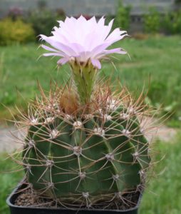 Acanthocalycium: species, planting, care and reproduction