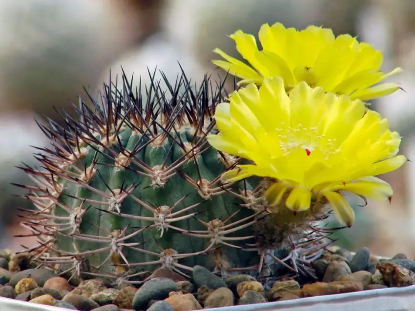 Acanthocalycium: species, planting, care and reproduction