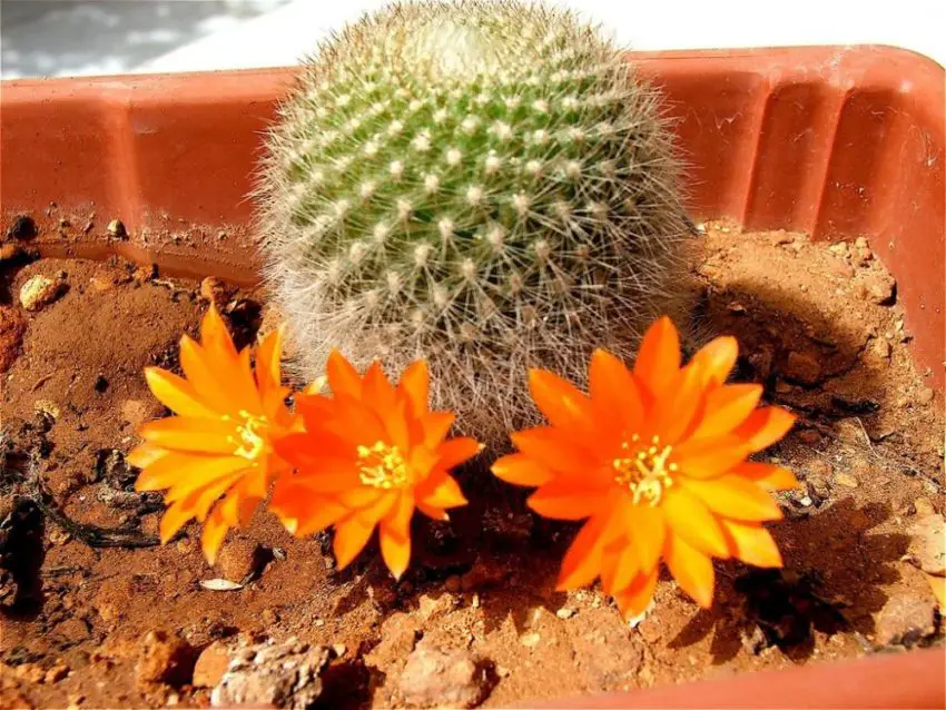 Acanthocalycium: species, planting, care and reproduction