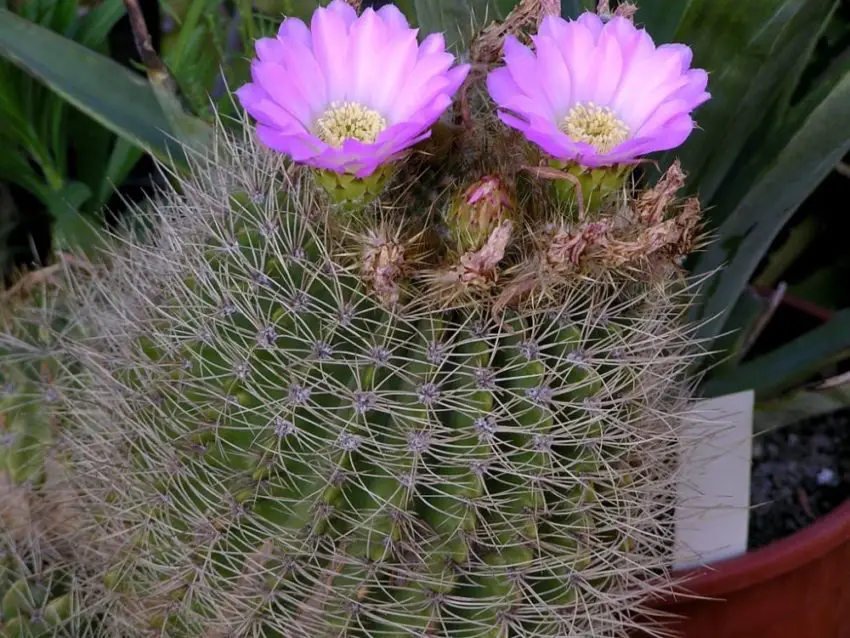 Acanthocalycium: species, planting, care and reproduction