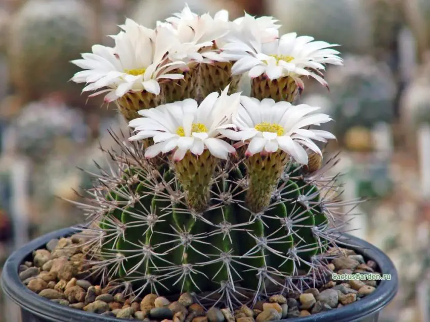 Acanthocalycium: species, planting, care and reproduction