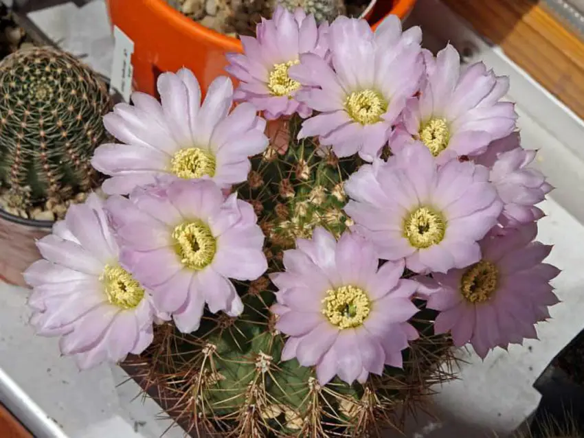 Acanthocalycium: species, planting, care and reproduction