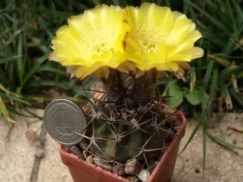 Acanthocalycium: species, planting, care and reproduction