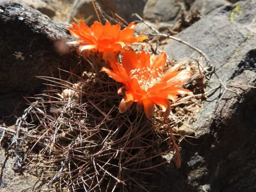 Acanthocalycium: species, planting, care and reproduction