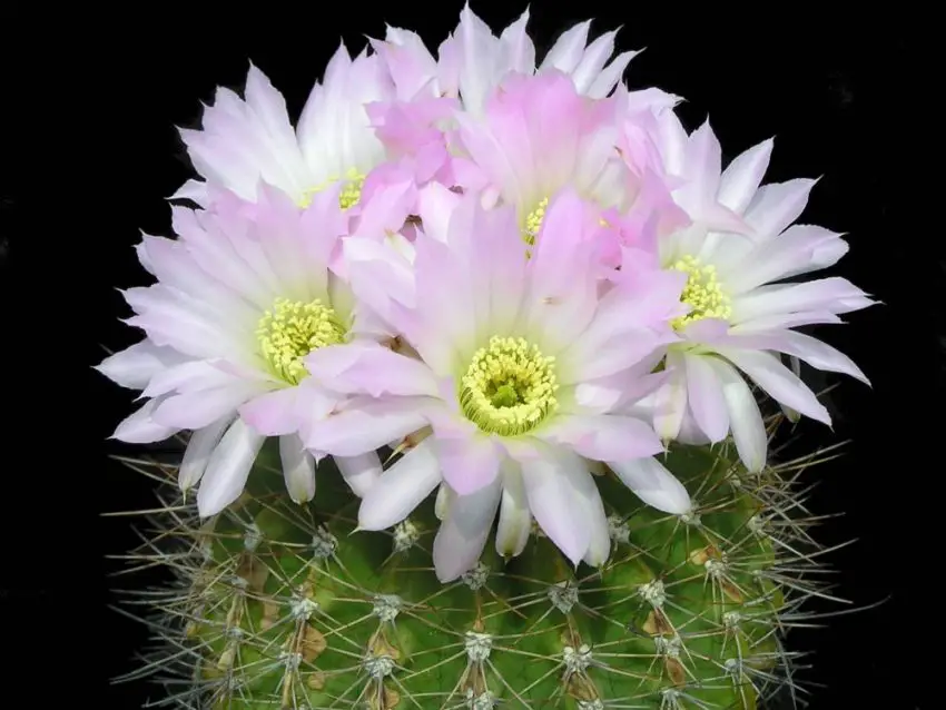 Acanthocalycium: species, planting, care and reproduction