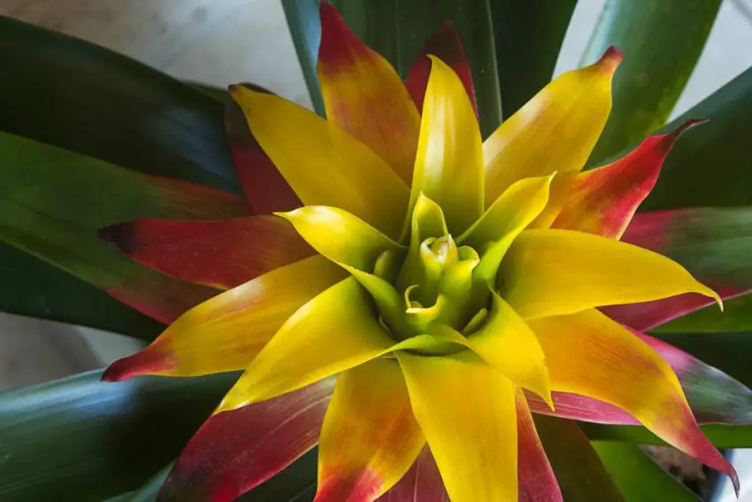 Bromeliads: species, care and reproduction