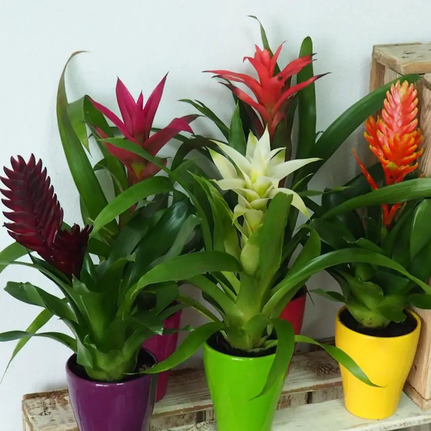 Bromeliads: species, care and reproduction