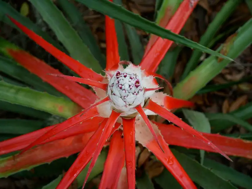 Penguin bromeliad