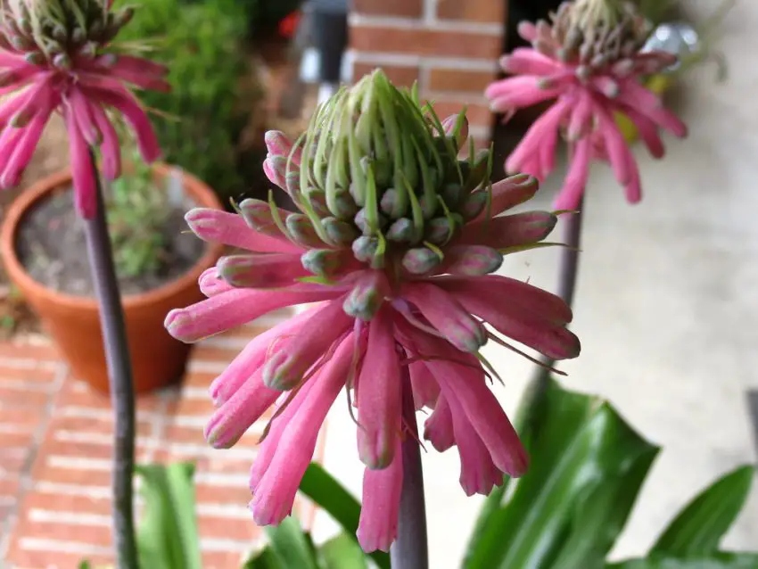 veltheimia photo