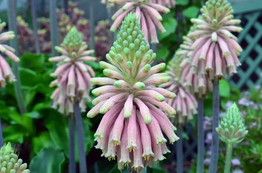 Veltheimia bractalis