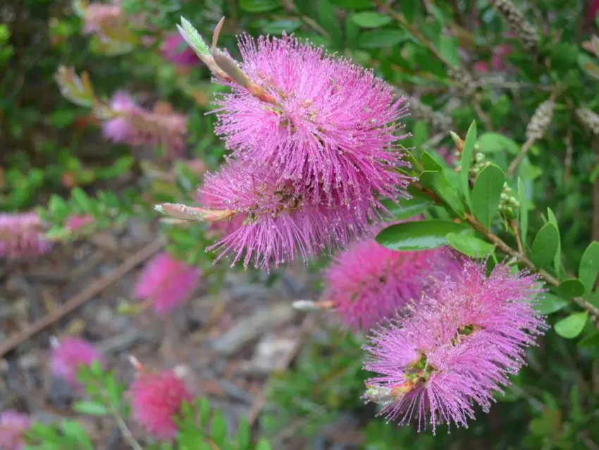 callistemon flower