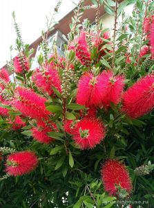 callistemon plant