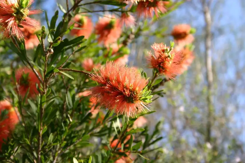 Callistemon: popular species, care and reproduction