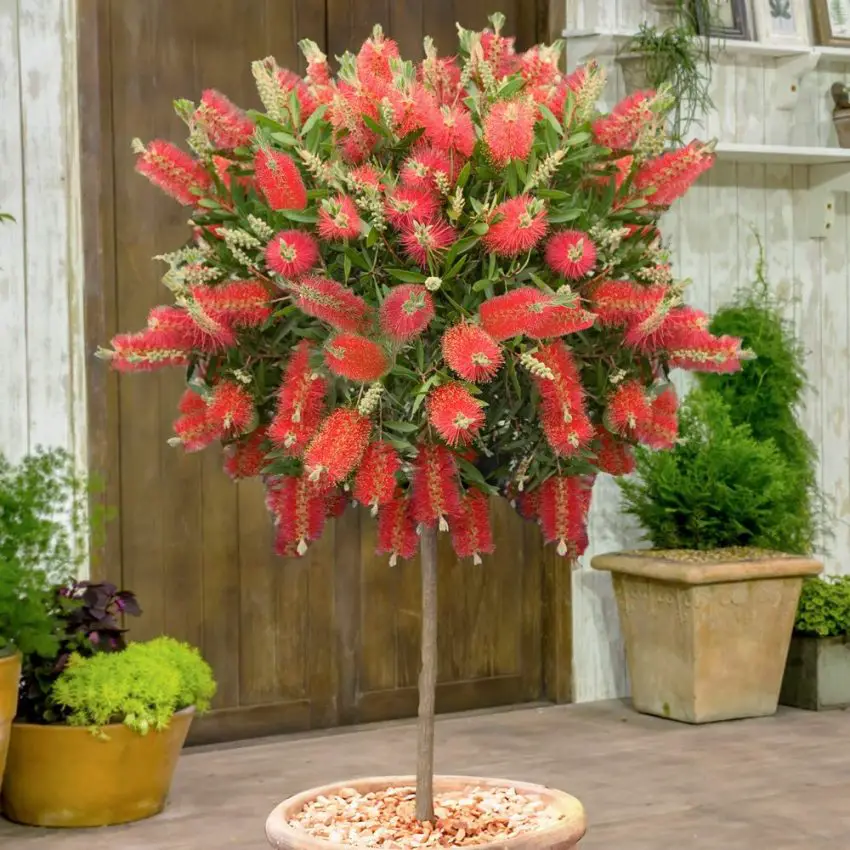 Callistemon: popular species, care and reproduction